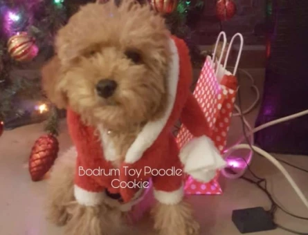 TOY POODLE CİNSİ COOKİE’MİZE EŞ ARIYORUZ - 8238