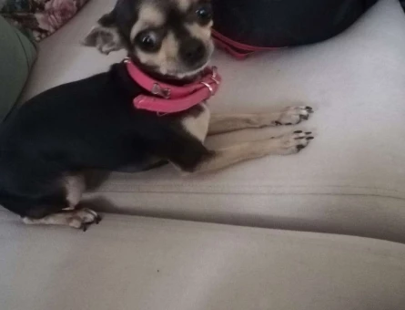 Dişi Chihuahua Eş Aranıyor - 8251