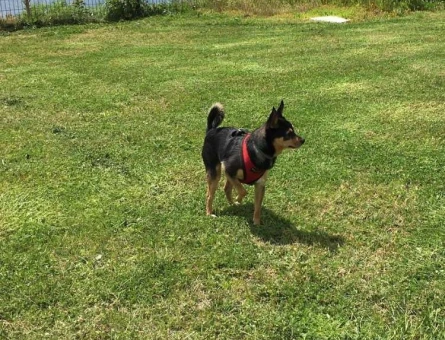 German Pinscher Cinsi Oğluma Dişi Eş Arıyorum - 8346