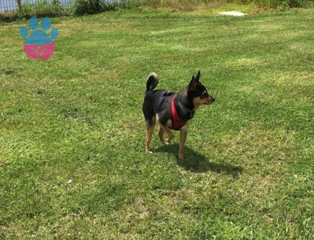 German Pinscher Cinsi Oğluma Dişi Eş Arıyorum