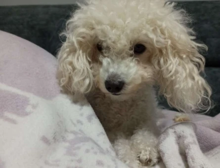 Toy Poodle Cinsi Dişi Köpeğimize Eş Arıyoruz - 8355