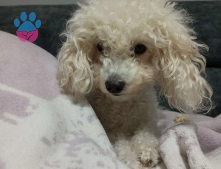 Toy Poodle Cinsi Dişi Köpeğimize Eş Arıyoruz