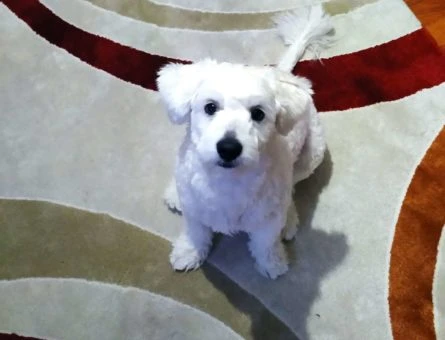 1 yaşında terrier oğlumuza eş arıyoruz - 8431