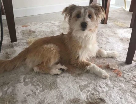 1 Yaşında Maltipoo Cinsi Oğlumuza Dişi Eş Arıyoruz - 8533