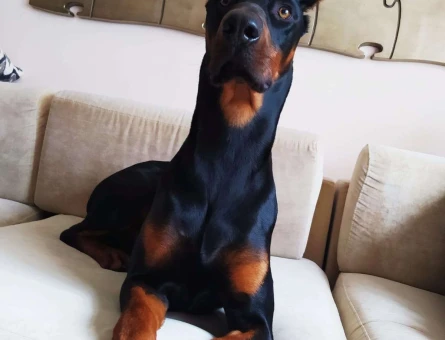 1,5 Yaşındaki Erkek doberman için dişi arıyoruz - 8561