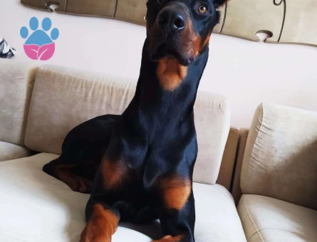 1,5 Yaşındaki Erkek doberman için dişi arıyoruz