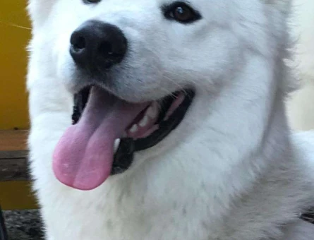 Samoyed Cinsi Gandalf Oğlumuza Eş Arıyoruz - 8582