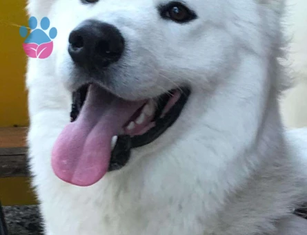 Samoyed Cinsi Gandalf Oğlumuza Eş Arıyoruz