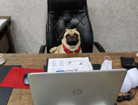 Pug Cinsi 2.5 Yaşındaki Yakışıklı Oğluma Eş Arıyorum - 8590