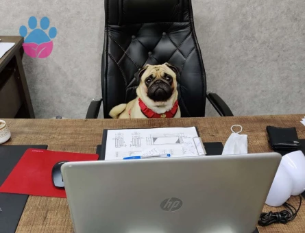 Pug Cinsi 2.5 Yaşındaki Yakışıklı Oğluma Eş Arıyorum