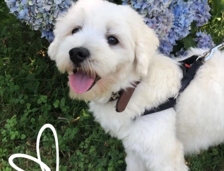 Maltese Terrier Erkek 1.5 Yaş İstanbul Anadolu Yakası - 8592