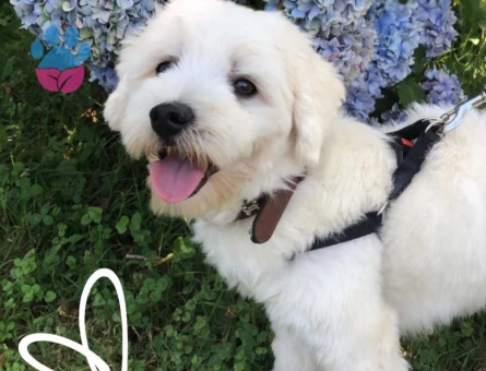 Maltese Terrier Erkek 1.5 Yaş İstanbul Anadolu Yakası