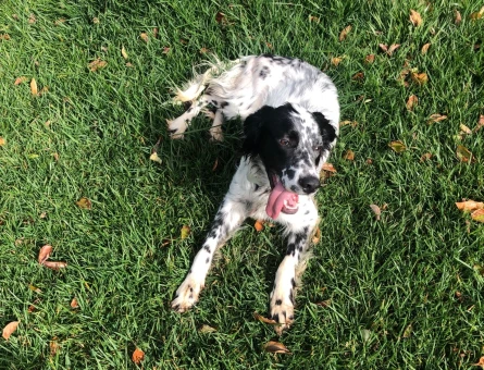 Setter Eş Arıyor - 8643