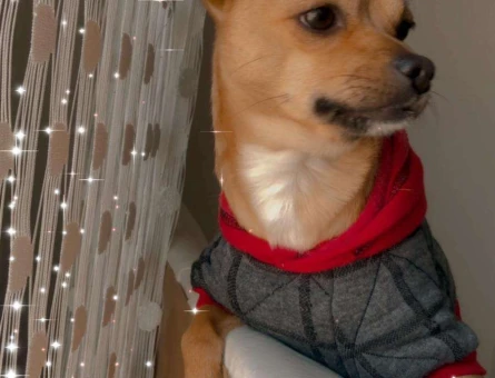Chihuahua Cinsi Oğlumuza Manita Arıyoruz - 8654
