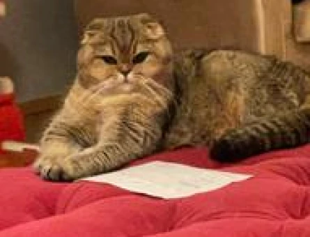 Scottish Fold Sereceli Dişi Kedime Erkek Eş Arıyorum - 8861