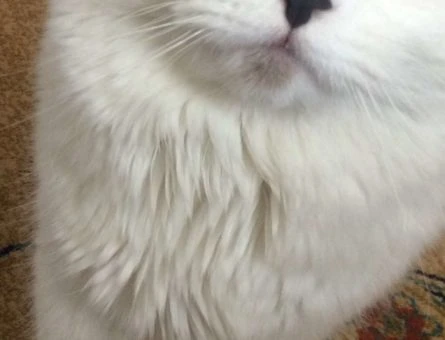 11 Aylık Scottish Fold Oğluma Gelin Adayı Arıyoruz - 8899