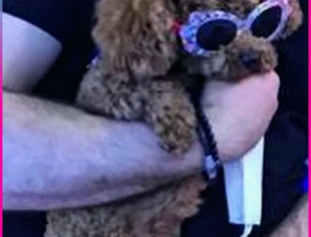 Toy Poodle Cinsi Oğlumuz Alf’e Eş Arıyoruz - 8909
