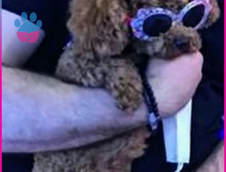 Toy Poodle Cinsi Oğlumuz Alf’e Eş Arıyoruz