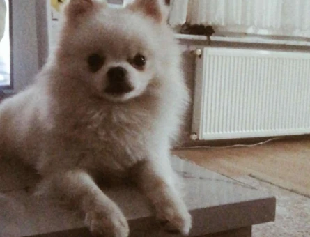 Pomeranian Boo Oğlumuza Acil Eş Arıyoruz - 8989