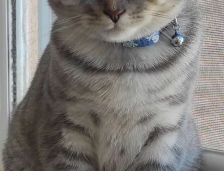 Scottish Fold 11 Aylık Oğluma Eş Arıyorum - 899