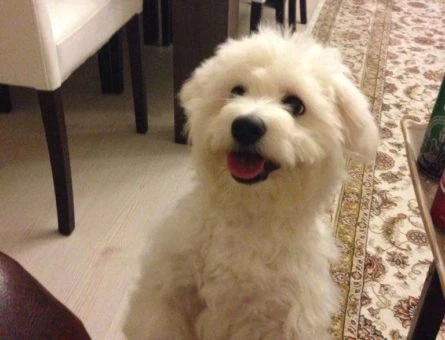 Maltese Terrier Cinsi Oğluma Eş Arıyorum - 9052