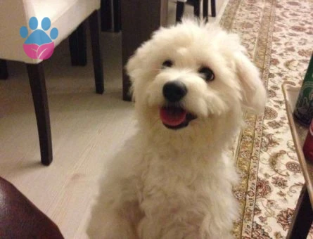 Maltese Terrier Cinsi Oğluma Eş Arıyorum