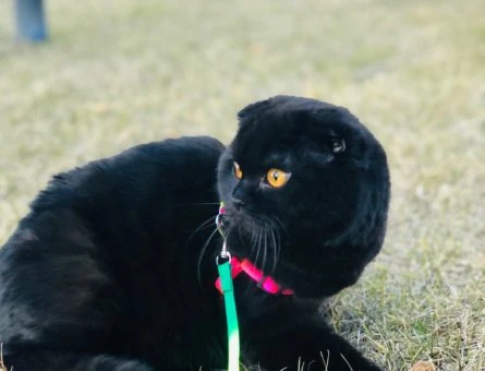 Scottish Fold / Erkek Kedim İçin Dişi Arıyorum - 9195