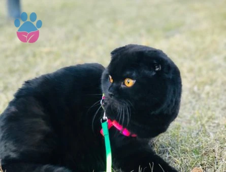 Scottish Fold / Erkek Kedim İçin Dişi Arıyorum