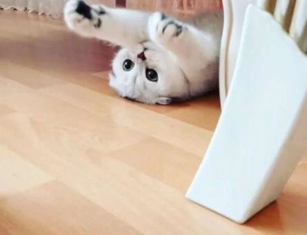 Scottish Fold Kedime Eş Arıyorum - 91
