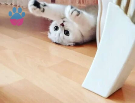 Scottish Fold Kedime Eş Arıyorum