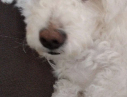 Maltese Terrier Cinsi Eddie Oğlumuz Eş Arıyor - 9223