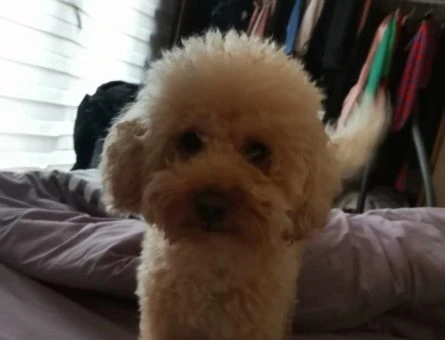 2 Yaşında Toy Poodle Oğluma Eş Arıyorum - 9252