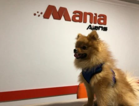 Pomeranian Boo Çılgın Oğlumuz Cookie’ye Eş Arıyoruz - 9276