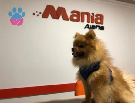 Pomeranian Boo Çılgın Oğlumuz Cookie&#8217;ye Eş Arıyoruz