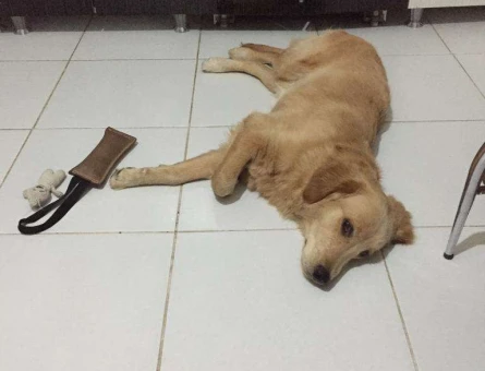 Golden Retriever 2 Yaşında Oğluma Eş Arıyorum - 927
