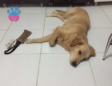 Golden Retriever 2 Yaşında Oğluma Eş Arıyorum