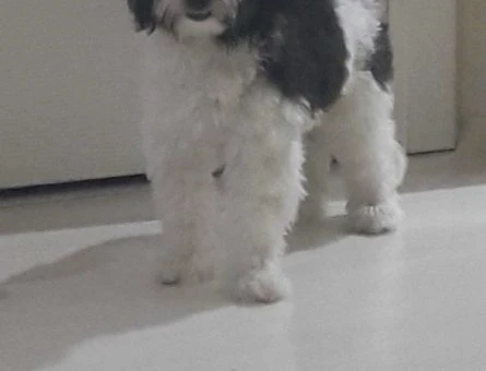 Maltese Terrier Oğluma Eş Arıyorum - 9282