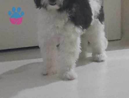 Maltese Terrier Oğluma Eş Arıyorum