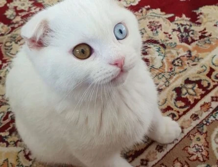 Scottish Fold Kedime Eş Arıyorum - 930