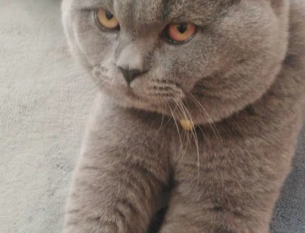 British Shorthair Cinsi Dişi Kedi Arıyoruz - 9313