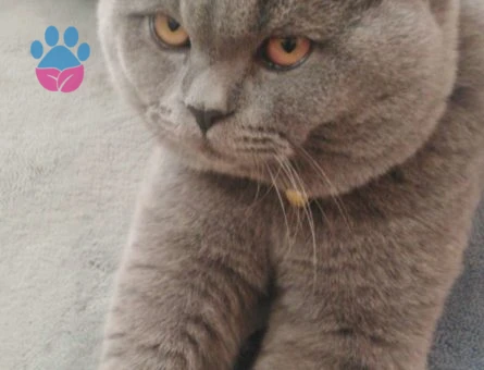 British Shorthair Cinsi Dişi Kedi Arıyoruz