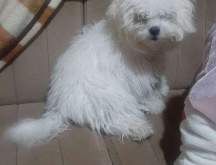 Maltese Terrier Kızıma Eş Arıyorum - 9357