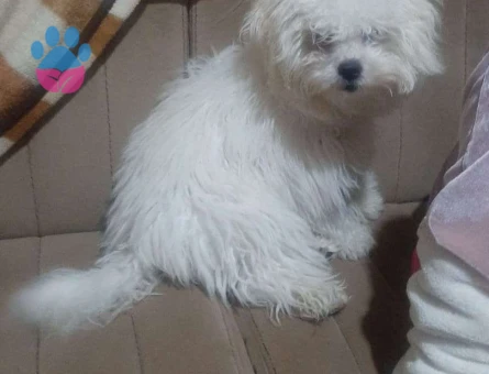 Maltese Terrier Kızıma Eş Arıyorum