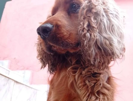 Erkek İngiliz Cocker Köpeğimize Eş Arıyoruz - 9381