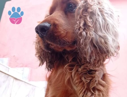 Erkek İngiliz Cocker Köpeğimize Eş Arıyoruz