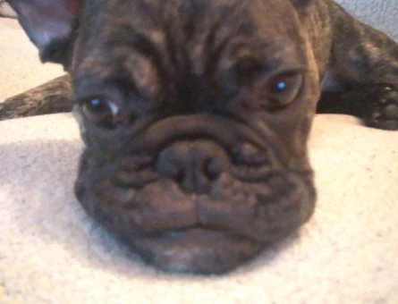 11 Aylık French Bulldog Oğlumuza Eş Arıyoruz - 9405