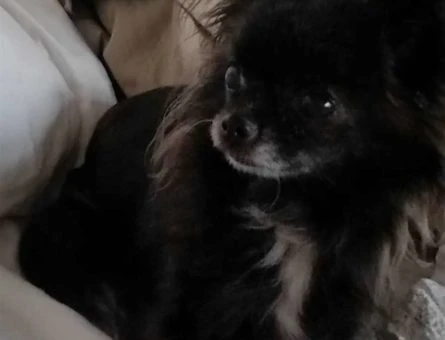 Chihuahua Cinsi Kızıma Eş Arıyorum - 9451