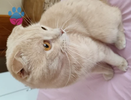 Scottish Fold Oğlumuz Mır Mıra Eş Arıyoruz