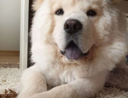 Chow Chow(Çin Aslanı) Oğluma Eş Arıyorum - 9502
