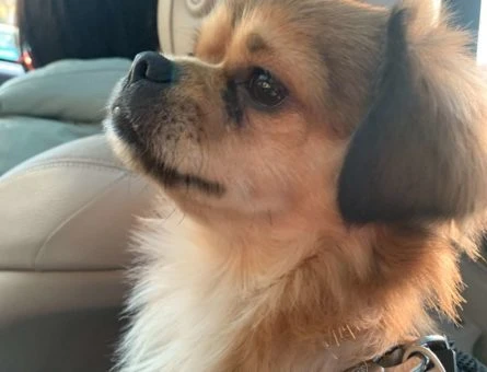 1 Yaşında Tibet Spaniel Oğlumuza Eş Arıyoruz - 9516